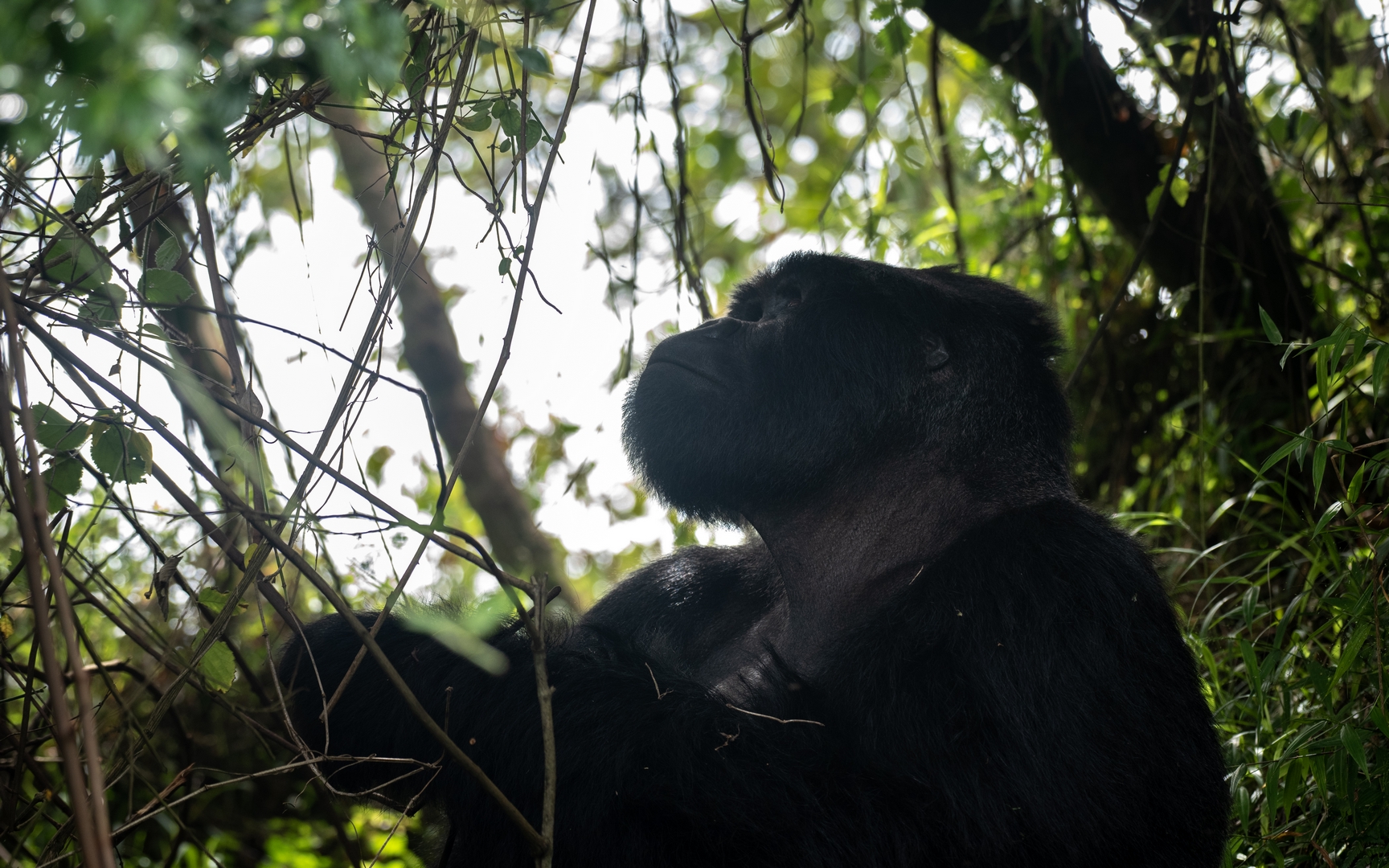 Gorilla Trekking in Bwindi Forest